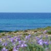 Mare blu con onde leggere e prati fioriti in primo piano.