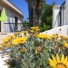 Fiori gialli su un'aiuola vicino a edifici bianchi e un ombrellone verde.
