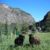 Due pecore dietro una recinzione con montagne.