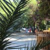 Foglie di palma in primo piano, sfondo con persone e alberi in un parco soleggiato.