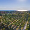 Campo di alberi ordinati con il mare luccicante all'orizzonte.