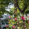 Camper parcheggiato tra alberi verdi e fiori rosa.