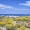 Una spiaggia con dune di sabbia e fiori gialli, ombrelloni e mare sullo sfondo.