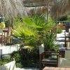 Tavoli e sedie di legno sotto ombrelloni di paglia in un'area esterna con piante tropicali.