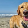 Cane bagnato su una spiaggia con mare sullo sfondo.