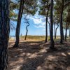 Una pineta con alberi alti e cielo azzurro. In lontananza si vede la spiaggia.