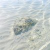 Fondo marino con sabbia ondulata e una roccia coperta di alghe.