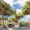 Viale alberato con pini e cielo blu.