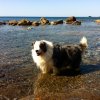 Cane bianco e nero in acqua bassa tra scogli, con mare e cielo azzurro sullo sfondo.