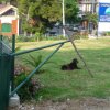 Cane seduto su un prato con un cartello di campeggio sullo sfondo.
