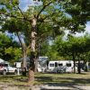 Camper parcheggiati tra alberi in un'area verde.